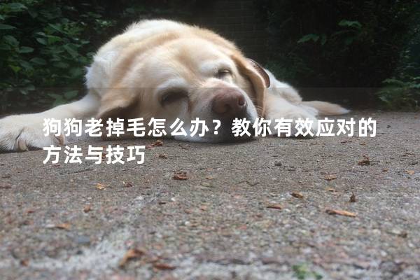 狗狗老掉毛怎么办？教你有效应对的方法与技巧