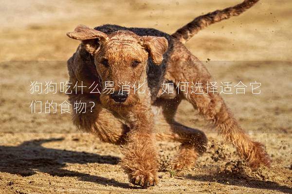狗狗吃什么易消化，如何选择适合它们的食物？