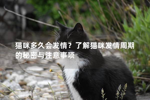 猫咪多久会发情？了解猫咪发情周期的秘密与注意事项
