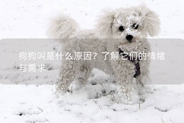 狗狗叫是什么原因？了解它们的情绪与需求