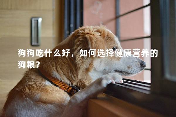 狗狗吃什么好，如何选择健康营养的狗粮？