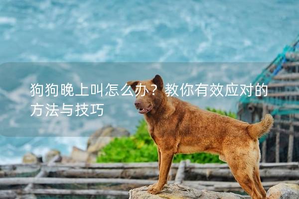 狗狗晚上叫怎么办？教你有效应对的方法与技巧