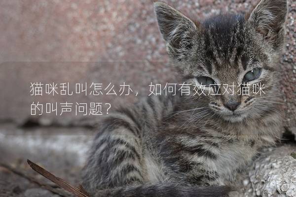 猫咪乱叫怎么办，如何有效应对猫咪的叫声问题？