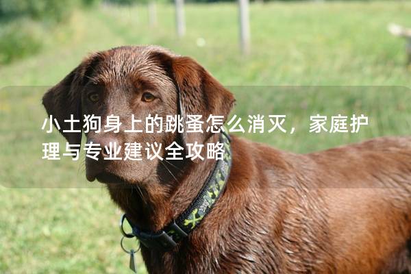 小土狗身上的跳蚤怎么消灭，家庭护理与专业建议全攻略