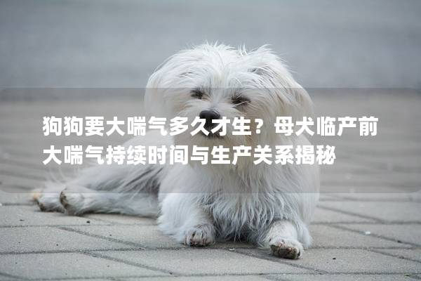 狗狗要大喘气多久才生？母犬临产前大喘气持续时间与生产关系揭秘