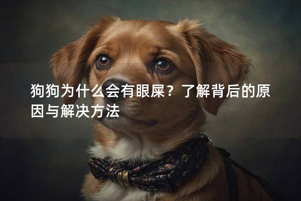 狗狗为什么会有眼屎？了解背后的原因与解决方法