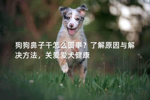 狗狗鼻子干怎么回事？了解原因与解决方法，关爱爱犬健康