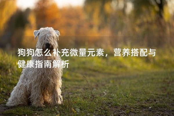 狗狗怎么补充微量元素，营养搭配与健康指南解析