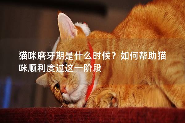 猫咪磨牙期是什么时候？如何帮助猫咪顺利度过这一阶段