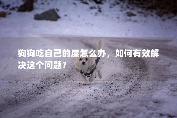 狗狗吃自己的屎怎么办，如何有效解决这个问题？