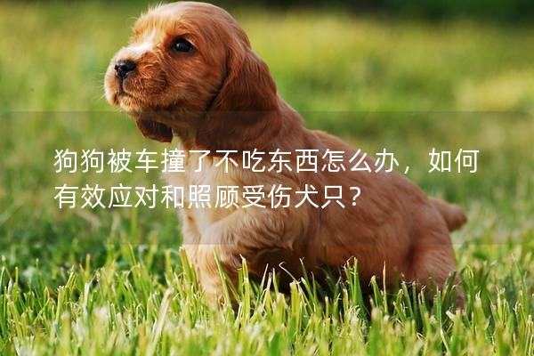 狗狗被车撞了不吃东西怎么办，如何有效应对和照顾受伤犬只？