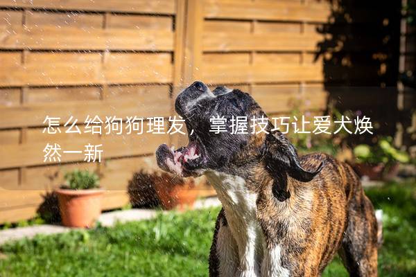 怎么给狗狗理发，掌握技巧让爱犬焕然一新