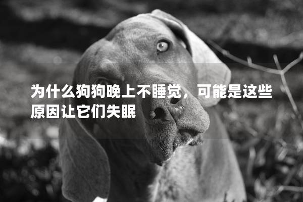 为什么狗狗晚上不睡觉，可能是这些原因让它们失眠