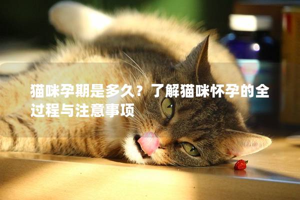 猫咪孕期是多久？了解猫咪怀孕的全过程与注意事项