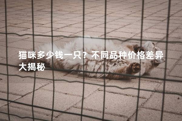猫咪多少钱一只？不同品种价格差异大揭秘