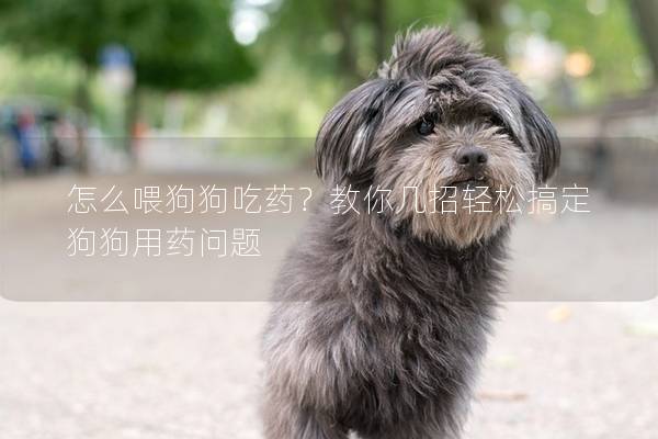 怎么喂狗狗吃药？教你几招轻松搞定狗狗用药问题