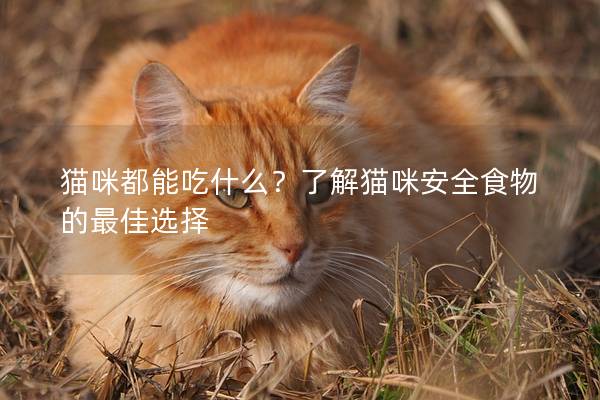 猫咪都能吃什么？了解猫咪安全食物的最佳选择