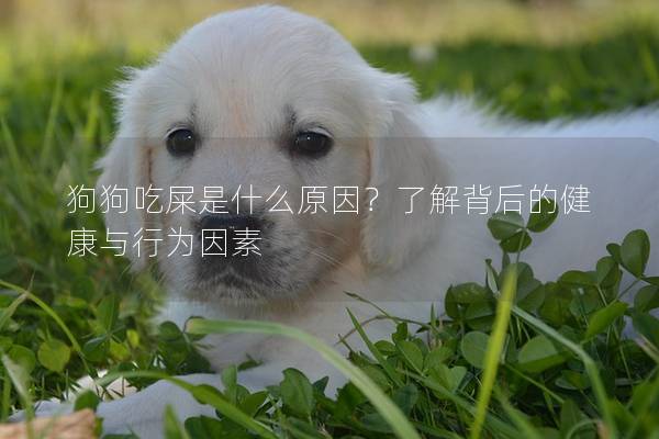 狗狗吃屎是什么原因？了解背后的健康与行为因素