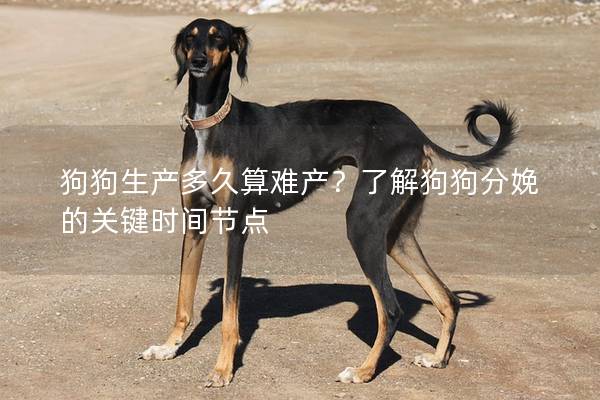 狗狗生产多久算难产？了解狗狗分娩的关键时间节点