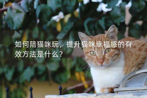 如何陪猫咪玩，提升猫咪幸福感的有效方法是什么？