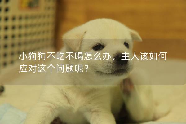 小狗狗不吃不喝怎么办，主人该如何应对这个问题呢？