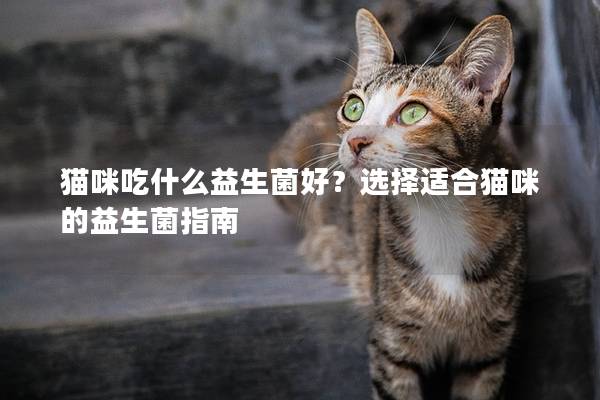 猫咪吃什么益生菌好？选择适合猫咪的益生菌指南