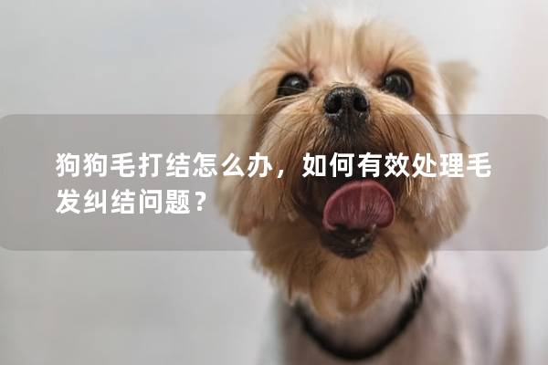 狗狗毛打结怎么办，如何有效处理毛发纠结问题？