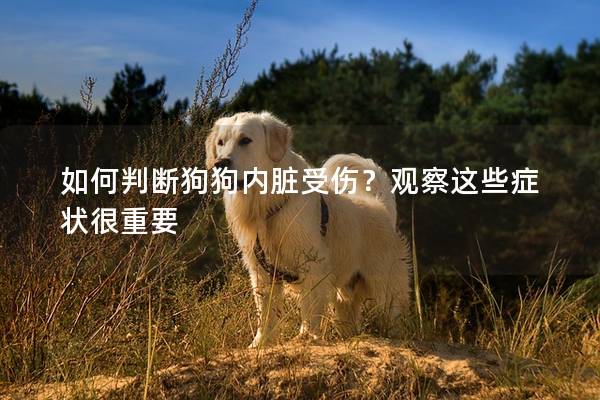 如何判断狗狗内脏受伤？观察这些症状很重要