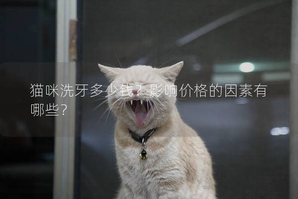 猫咪洗牙多少钱？影响价格的因素有哪些？
