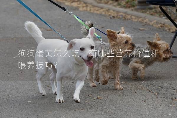狗狗蛋黄怎么吃，有哪些营养价值和喂养技巧？