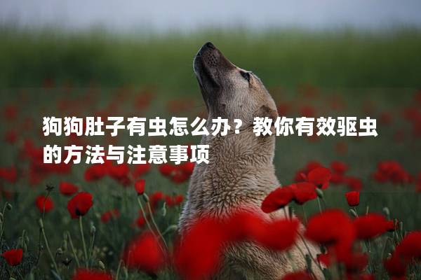 狗狗肚子有虫怎么办？教你有效驱虫的方法与注意事项
