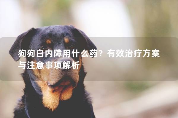 狗狗白内障用什么药？有效治疗方案与注意事项解析