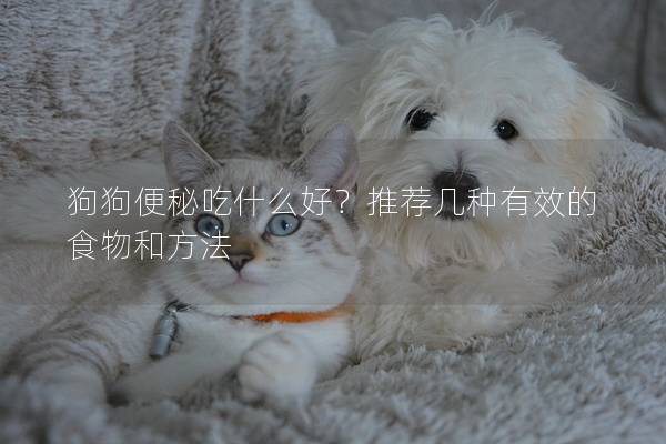狗狗便秘吃什么好？推荐几种有效的食物和方法