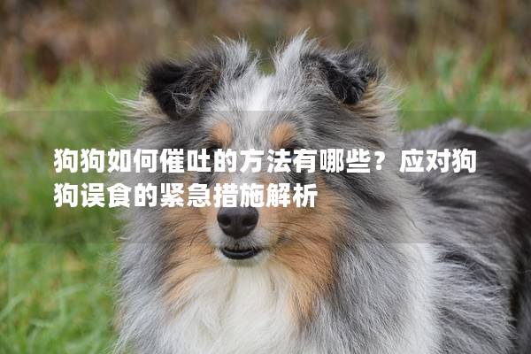 狗狗如何催吐的方法有哪些？应对狗狗误食的紧急措施解析