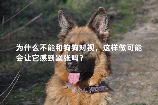 为什么不能和狗狗对视，这样做可能会让它感到紧张吗？