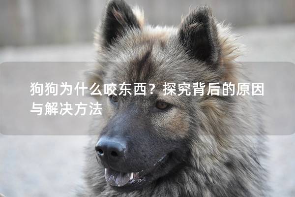 狗狗为什么咬东西？探究背后的原因与解决方法