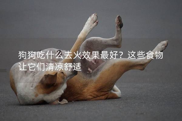 狗狗吃什么去火效果最好？这些食物让它们清凉舒适