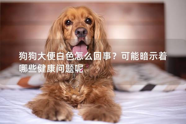 狗狗大便白色怎么回事？可能暗示着哪些健康问题呢