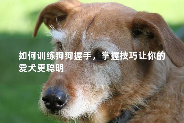 如何训练狗狗握手，掌握技巧让你的爱犬更聪明