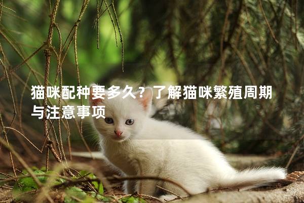 猫咪配种要多久？了解猫咪繁殖周期与注意事项