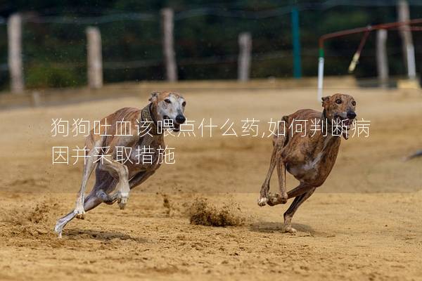 狗狗吐血该喂点什么药,如何判断病因并采取措施