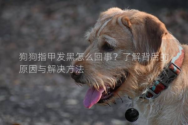 狗狗指甲发黑怎么回事？了解背后的原因与解决方法
