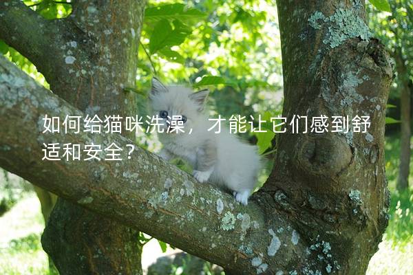 如何给猫咪洗澡，才能让它们感到舒适和安全？