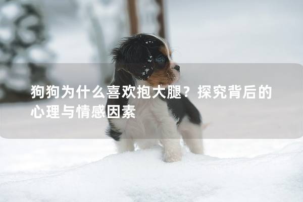 狗狗为什么喜欢抱大腿？探究背后的心理与情感因素