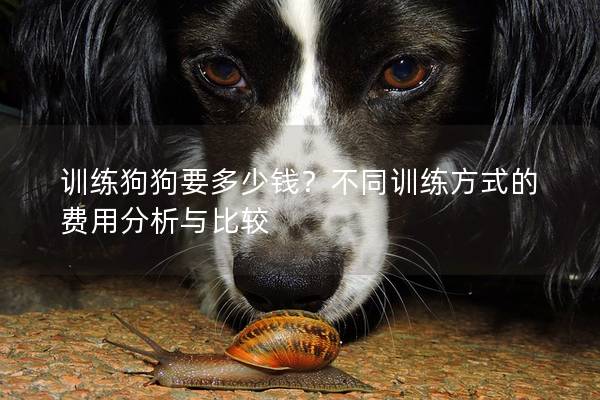 训练狗狗要多少钱？不同训练方式的费用分析与比较