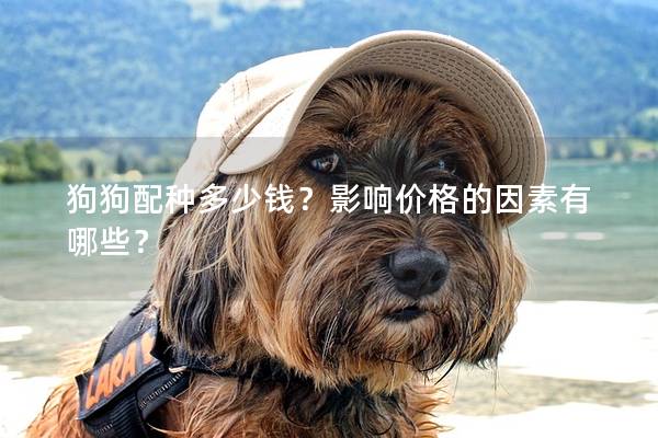 狗狗配种多少钱？影响价格的因素有哪些？