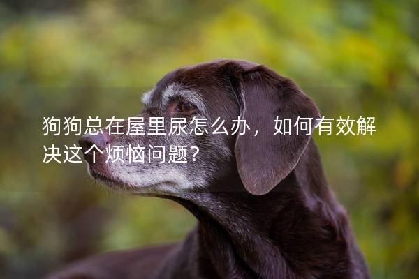 狗狗总在屋里尿怎么办，如何有效解决这个烦恼问题？