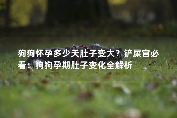 狗狗怀孕多少天肚子变大？铲屎官必看：狗狗孕期肚子变化全解析