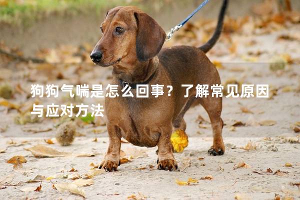 狗狗气喘是怎么回事？了解常见原因与应对方法