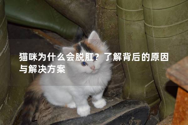 猫咪为什么会脱肛？了解背后的原因与解决方案